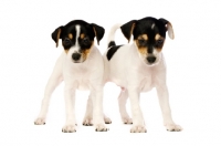 Picture of Jack Russell puppies isolated on a white background