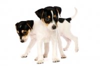 Picture of Jack Russell puppies isolated on a white background