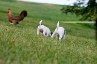 Picture of Jack Russell puppies on grass
