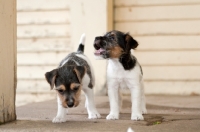 Picture of Jack Russell puppies on porch