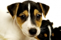 Picture of Jack Russell puppy close up