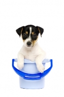 Picture of Jack Russell puppy in a blue bucket