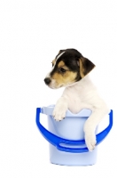 Picture of Jack Russell puppy in a blue bucket