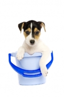 Picture of Jack Russell puppy in a blue bucket