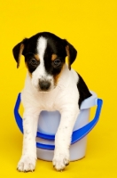 Picture of Jack Russell puppy in a blue bucket