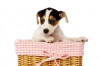 Picture of Jack Russell puppy in a wicker basket, isolated on a white background