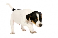 Picture of Jack Russell puppy isolated on a white background