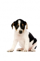 Picture of Jack Russell puppy isolated on a white background