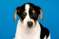 Picture of Jack Russell puppy isolated on a blue background