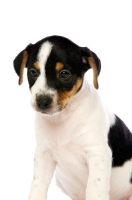 Picture of Jack Russell puppy isolated on a white background