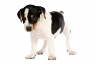 Picture of Jack Russell puppy isolated on a white background