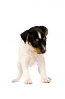 Picture of Jack Russell puppy isolated on a white background