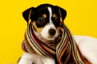 Picture of Jack Russell puppy laid wearing a scarf