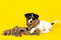 Picture of Jack Russell puppy laid wearing a scarf