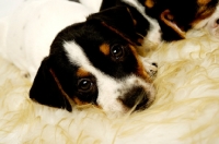 Picture of Jack Russell puppy lying down