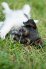 Picture of Jack Russell puppy lying in grass