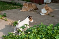 Picture of Jack Russell puppy near cat