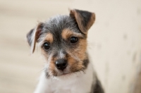 Picture of Jack Russell puppy portrait
