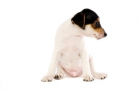 Picture of Jack Russell puppy sitting, isolated on a white background