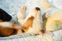 Picture of jack russell puppy sleeping