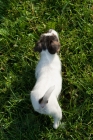 Picture of Jack Russell puppy, top view