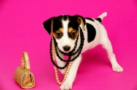Picture of Jack Russell puppy wearing necklaces isolated on a pink background