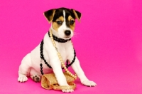 Picture of Jack Russell puppy wearing necklaces isolated on a pink background