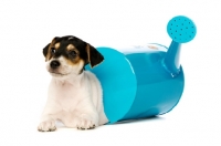 Picture of Jack Russell puppy with a blue watering can