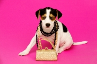 Picture of Jack Russell puppy with a gold bag wearing necklaces, isolated on a pink background