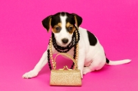 Picture of Jack Russell puppy with gold bag and wearing necklaces isolated on a pink background