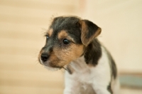 Picture of Jack Russell puppy