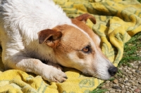 Picture of Jack Russell resting