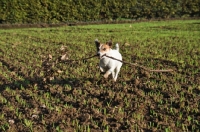 Picture of Jack Russell retrieving a whole branch