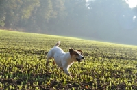 Picture of Jack Russell retrieving in field