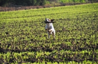 Picture of Jack Russell retrieving in field
