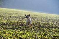 Picture of Jack Russell retrieving
