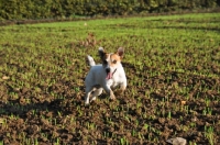 Picture of Jack Russell running happily in a field