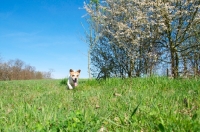 Picture of Jack Russell running in field