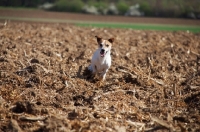 Picture of Jack Russell running in ploughed field