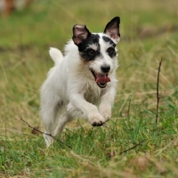Picture of jack russell running towards camera