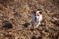 Picture of Jack Russell running
