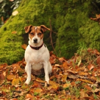 Picture of jack russell sat in autumn leaves by a tree
