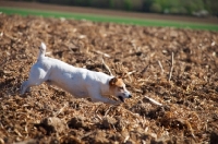 Picture of Jack Russell searching field for a stick