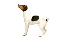 Picture of Jack Russell side view on a white background