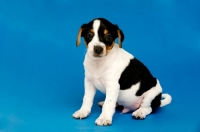 Picture of Jack Russell sitting isolated on a blue background