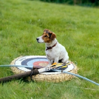 Picture of jack russell sitting on a target