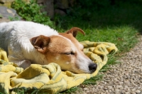 Picture of Jack Russell sleeping on blanket
