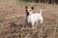 Picture of Jack Russell standing in field