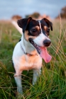 Picture of Jack Russell, standing in long grass, looking happy
