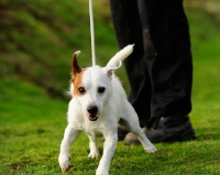 Picture of jack russell teerier eager to go for a walk and pulling on lead